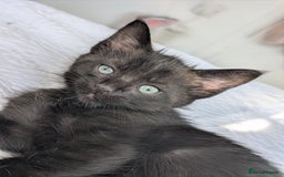Maine Coon cats for sale: Maine Coon X kittens - Image 22