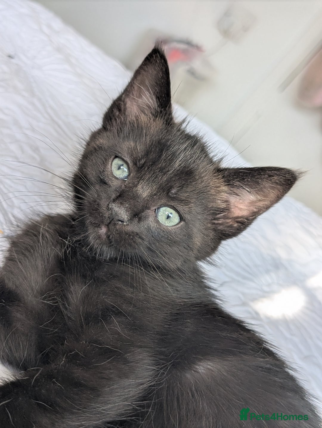 Maine Coon cats for sale: Maine Coon X kittens - Image 22