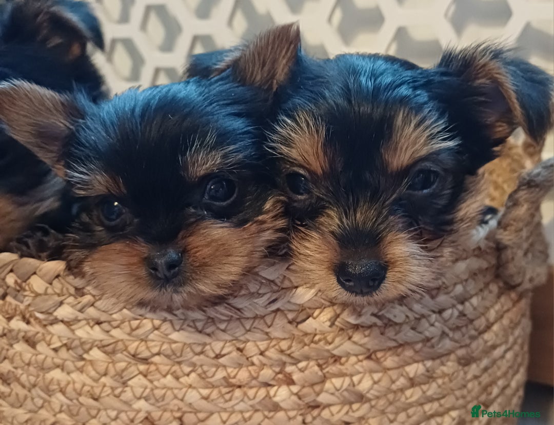 Yorkshire Terrier dogs for sale: Gorgeous puppies❤️❤️🩵🩵 - Advert 20