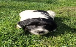 Mixed Breed dogs for sale: Fen Spaniels -Korthols x Eng Springer Spaniel  - Image 3