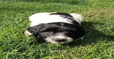 Mixed Breed dogs - Advert 12