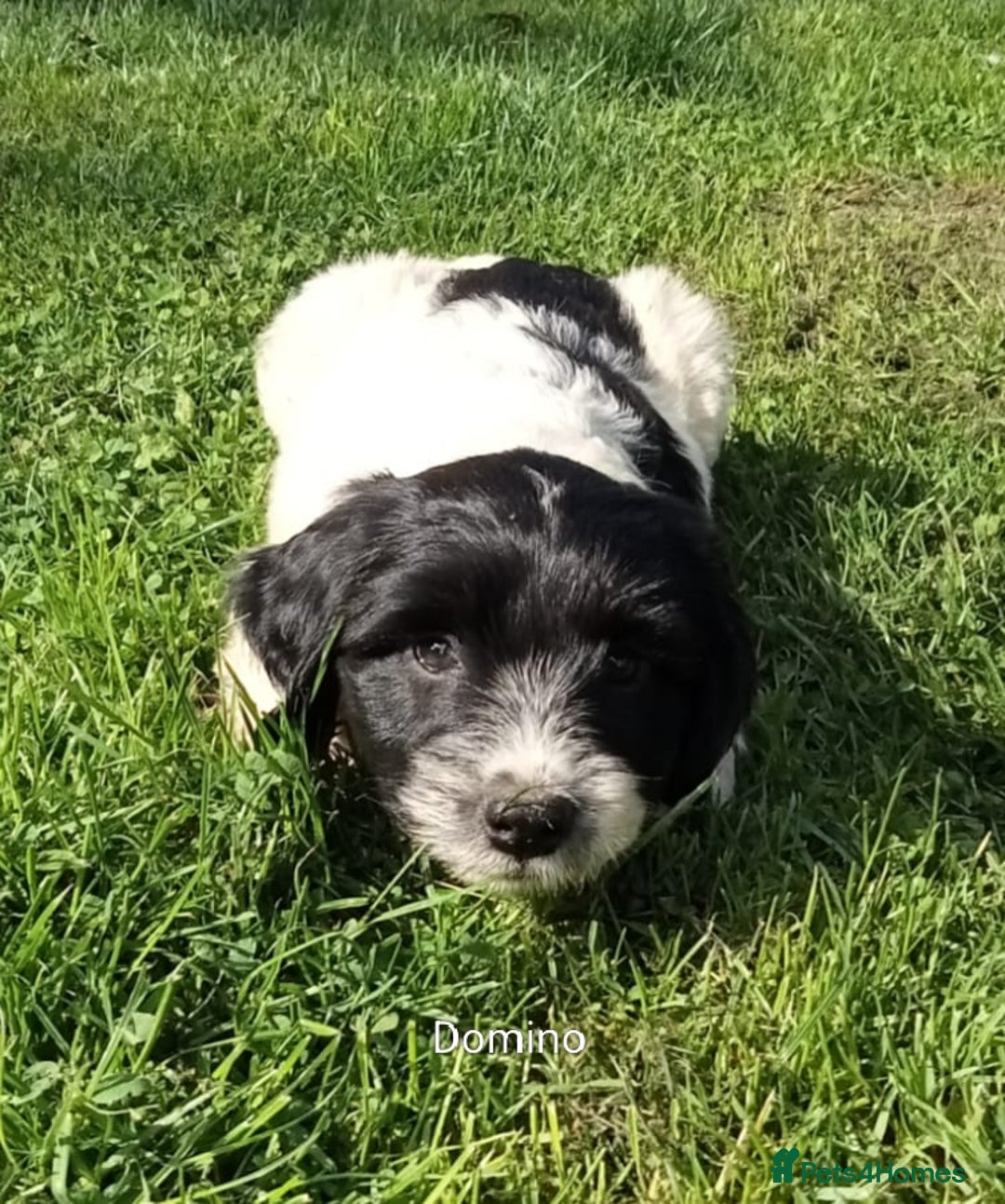 Mixed Breed dogs for sale: Fen Spaniels -Korthols x Eng Springer Spaniel  - Image 3