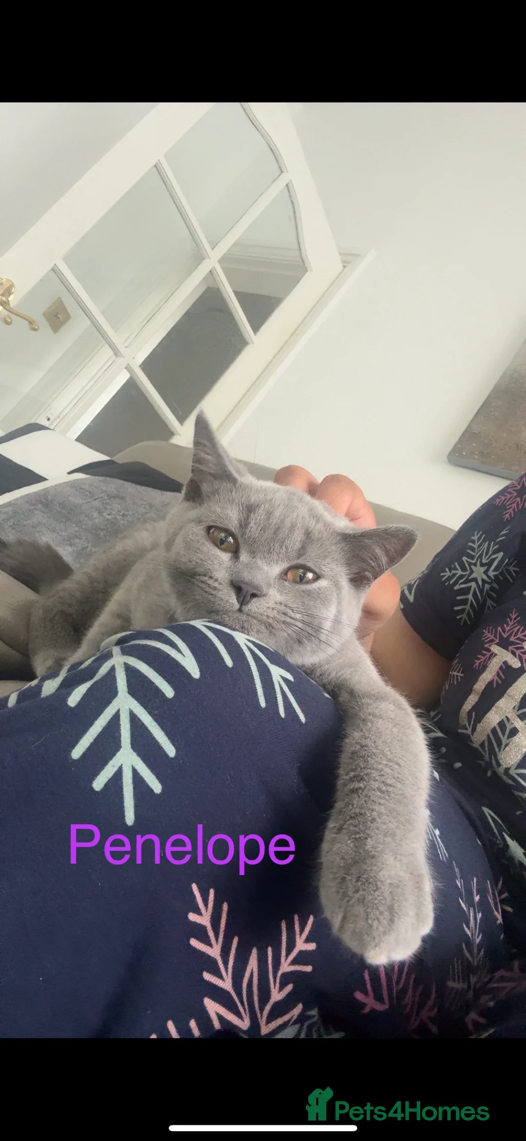 British Shorthair cats for sale: British shorthair Female  in Preston - Advert 4