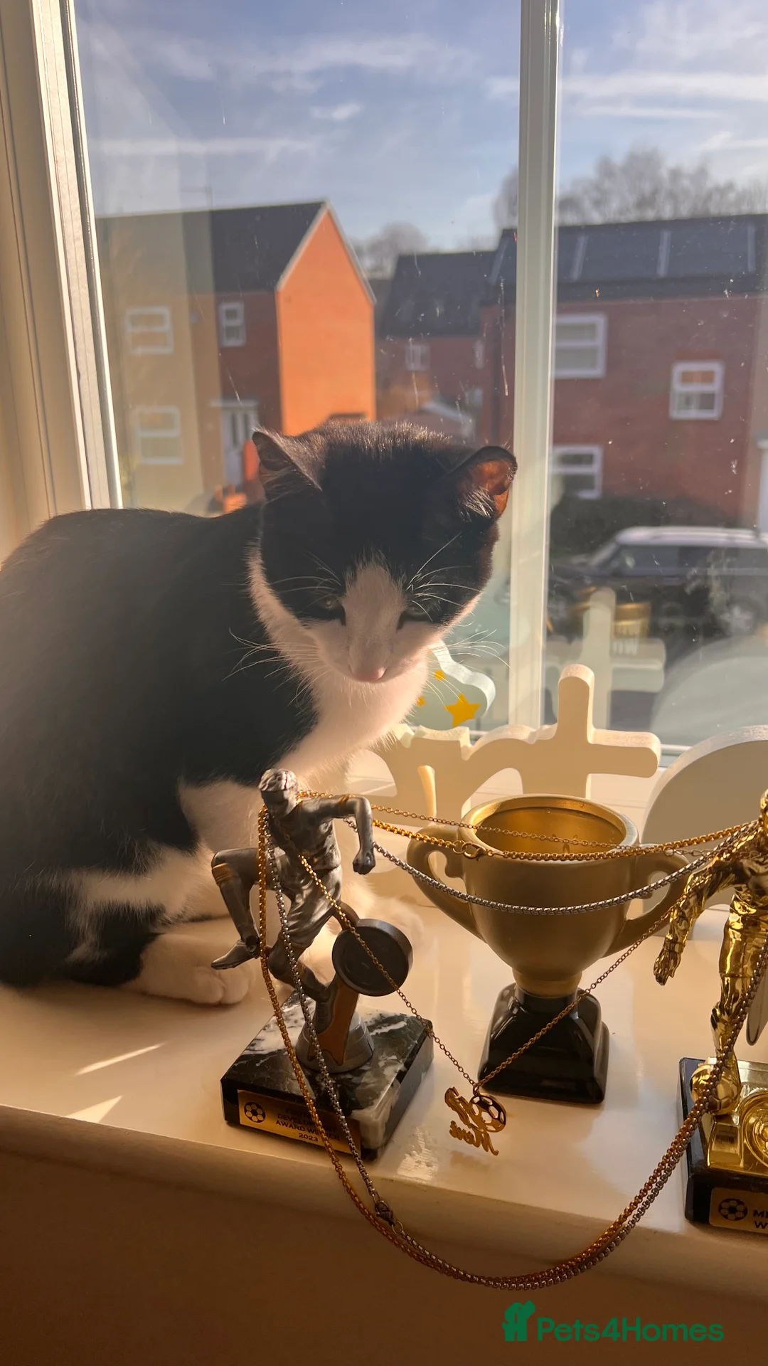 Domestic Shorthair cats for sale: Tabby Cat - Advert 9