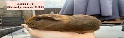Guinea Pig rodents for sale: Baby Guinea Pigs-male & female - Advert 4