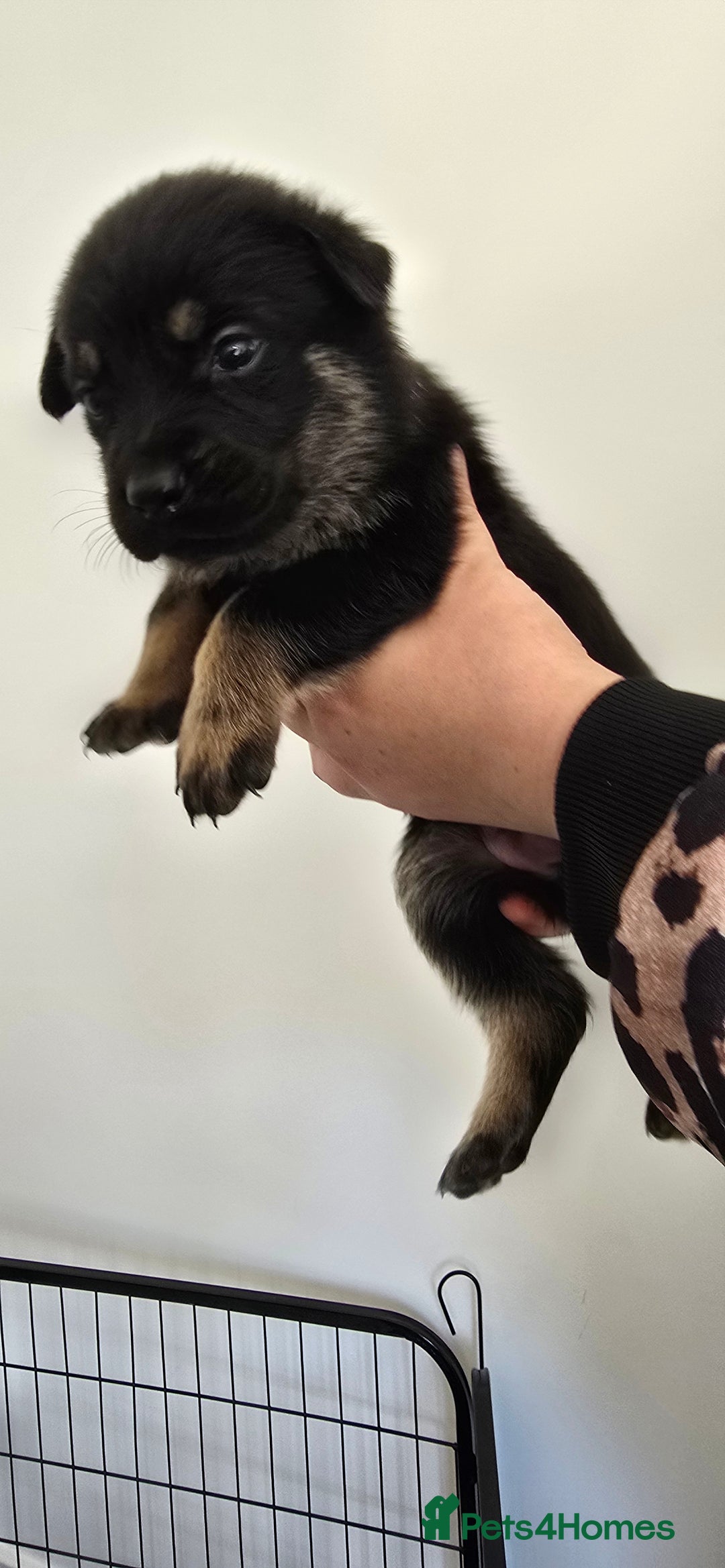Mixed Breed dogs for sale: Rottweiler × german shepherd puppies - Image 15