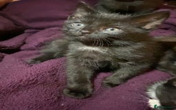 Mixed Breed cats for sale: 6 kittens ready now  - Image 6