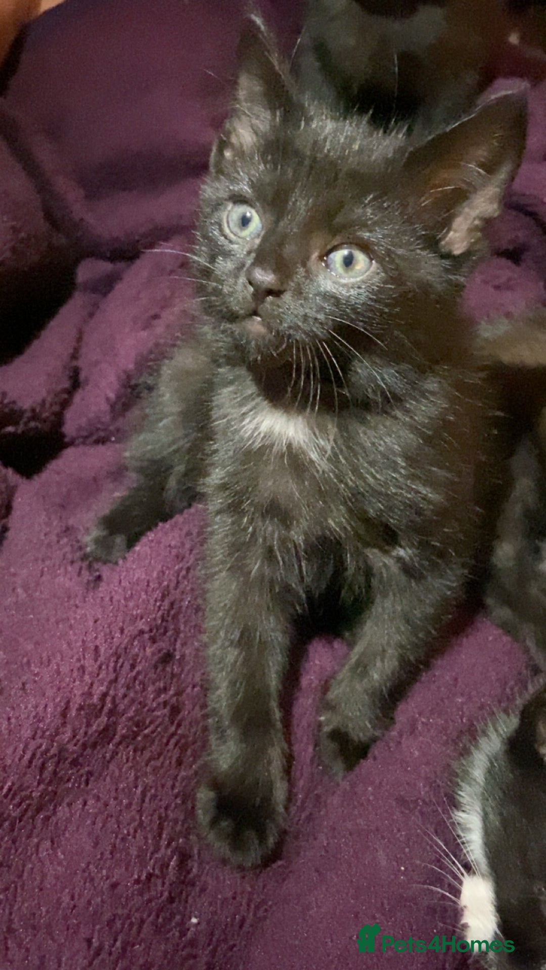 Mixed Breed cats for sale: 6 kittens ready now  - Image 6