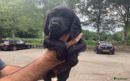 Cocker Spaniel dogs for sale: Mr Mark Hulme in Sandbach - Image 6