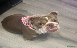 English Bulldog dogs for sale: Bubbles the British Bulldog - Image 4