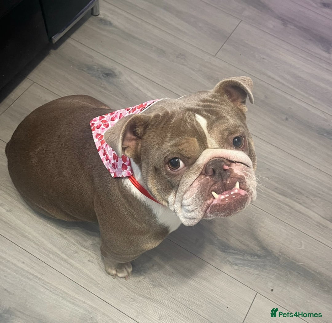 English Bulldog dogs for sale: Bubbles the British Bulldog - Image 4