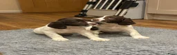 English Springer Spaniel dogs for sale: Male Springer Spaniel puppies in Isle of Lewis - Advert 3