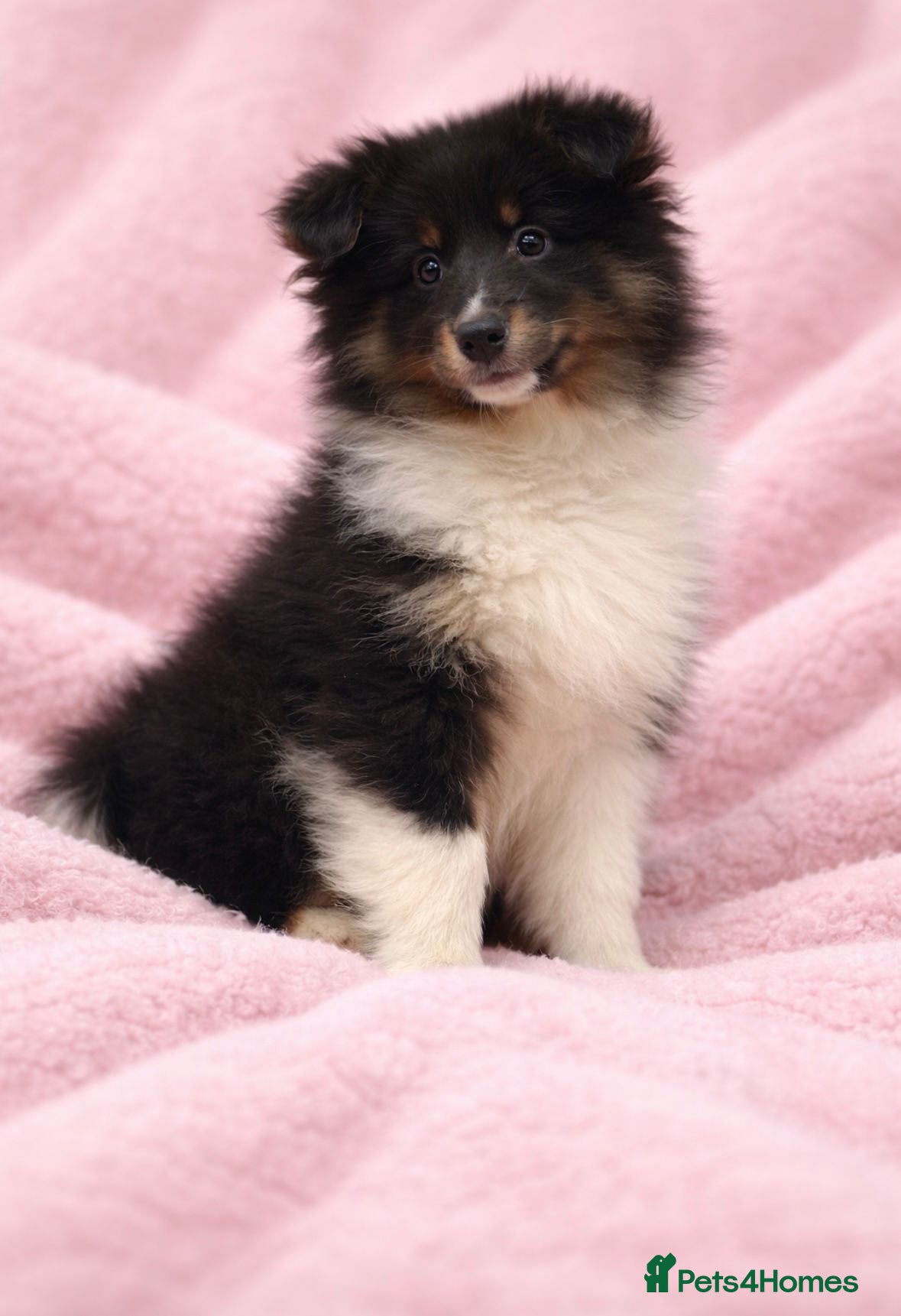 Shetland Sheepdog dogs 1 girl left Shetland sheepdog  - Advert 5