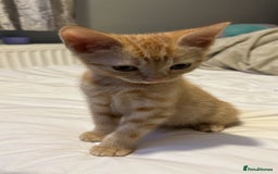 Domestic Shorthair cats for sale: 3 ginger kittens  - Image 5