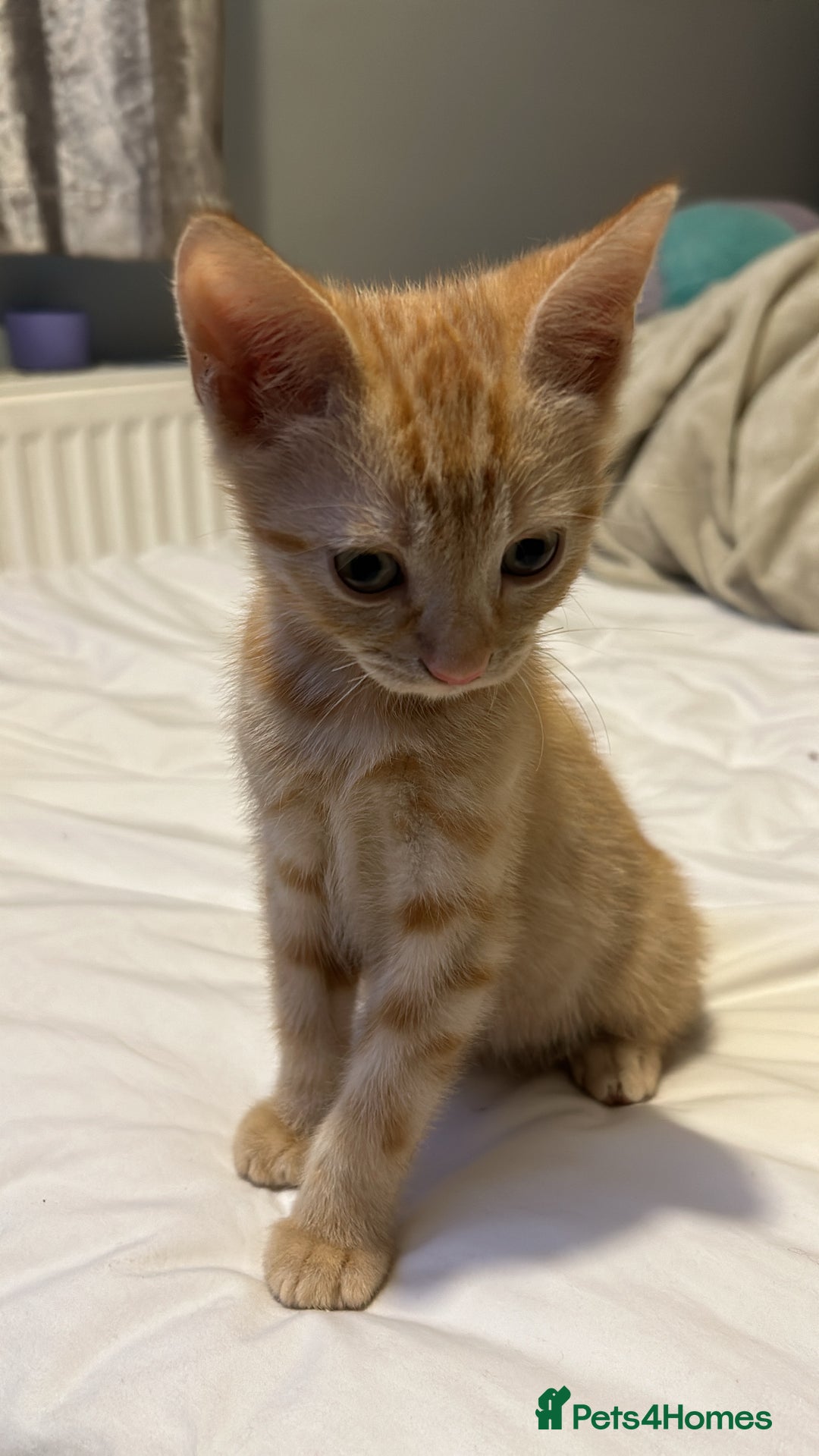 Domestic Shorthair cats for sale: 3 ginger kittens  - Image 5