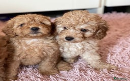 Miniature Poodle dogs for sale: 🐩♥️Kc reg miniature poodles♥️🐩 - Image 7
