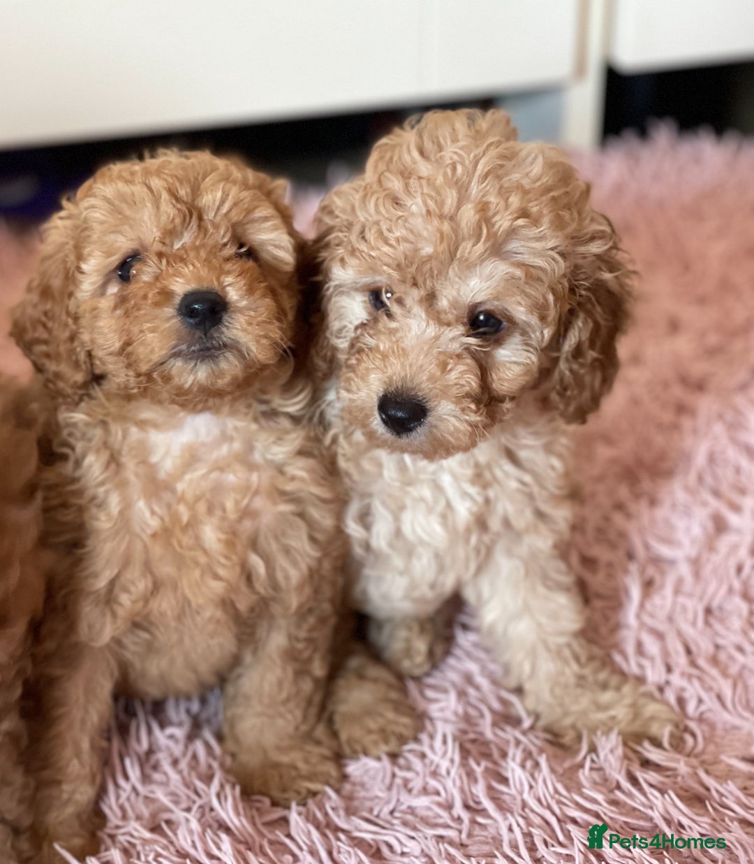 Miniature Poodle dogs for sale: 🐩♥️Kc reg miniature poodles♥️🐩 - Image 7
