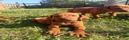 Hungarian Vizsla dogs for sale: 9 KC registered Hungarian Vizla puppies - Advert 16