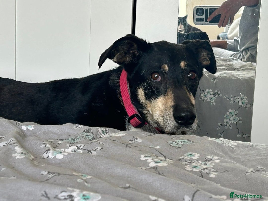 Mixed Breed dogs for adoption: Lottie - Norwich Norfolk  in Norwich - Advert 31