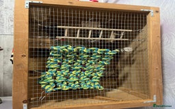 Hamster rodents for sale: Hamster male - Image 4