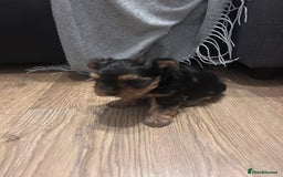 Yorkshire Terrier dogs for sale: Yorkishire Terrier puppy - Image 8