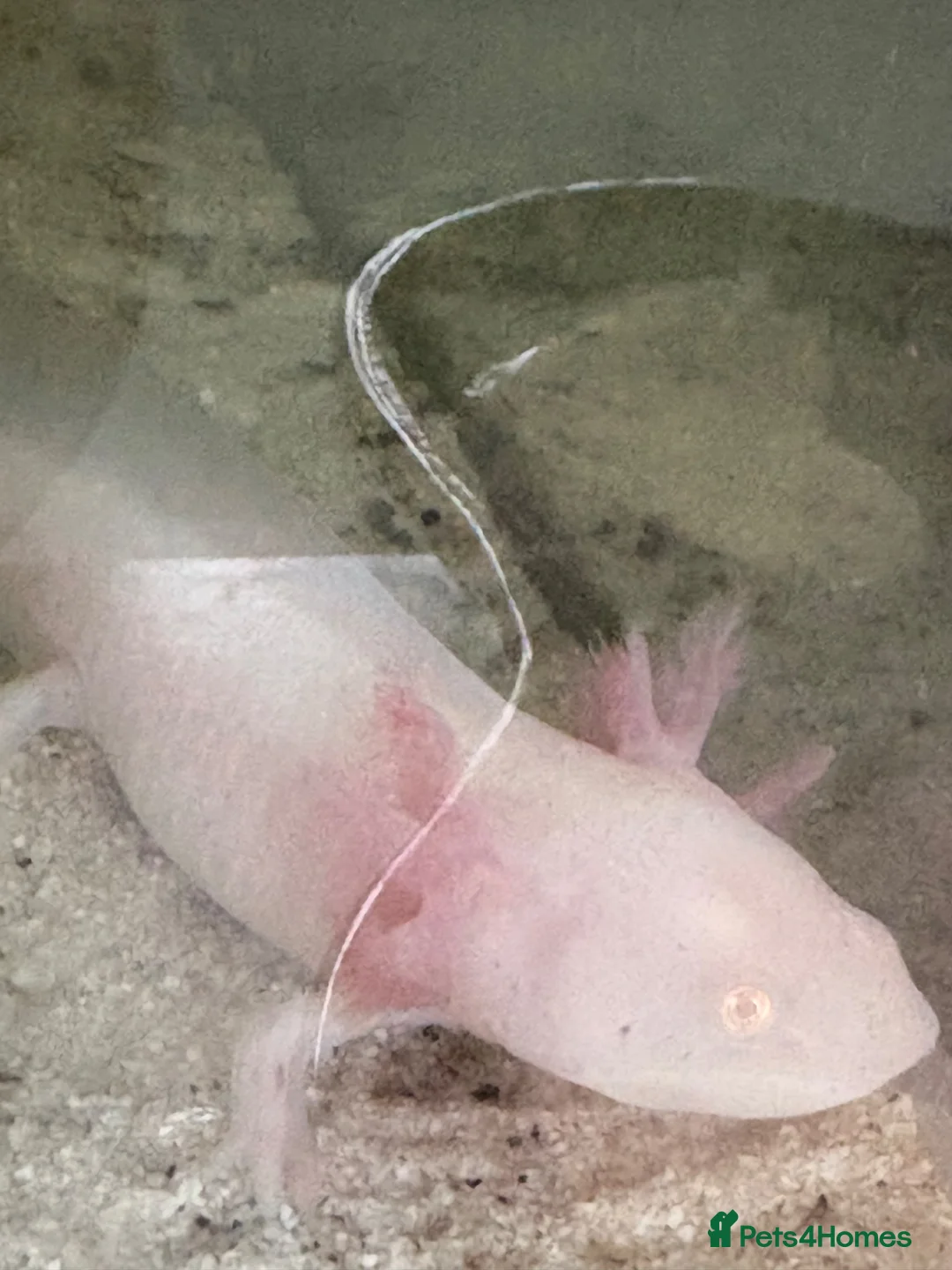 Axolotl reptiles for sale: 5 axolotls and set up. - Advert 14