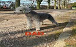Bedlington Terrier dogs for sale: F1 Bedlington x Whippet puppies - Image 13