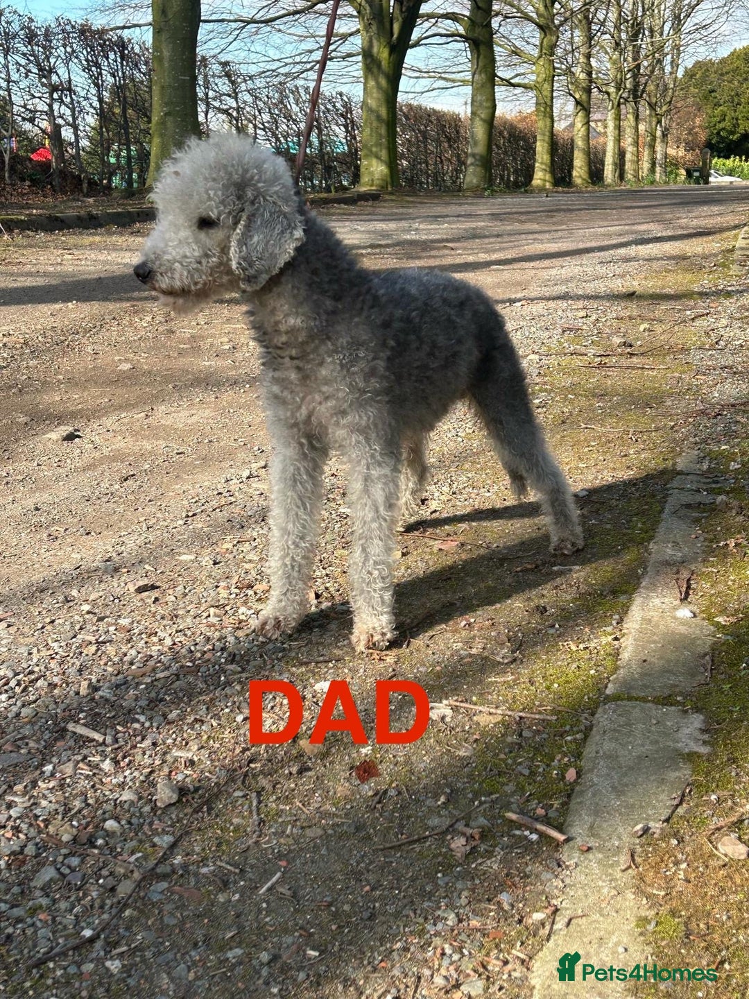 Bedlington Terrier dogs for sale: F1 Bedlington x Whippet puppies - Image 13