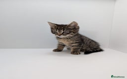 Maine Coon cats for sale: Beautiful baby boy ready to leave! - Image 2