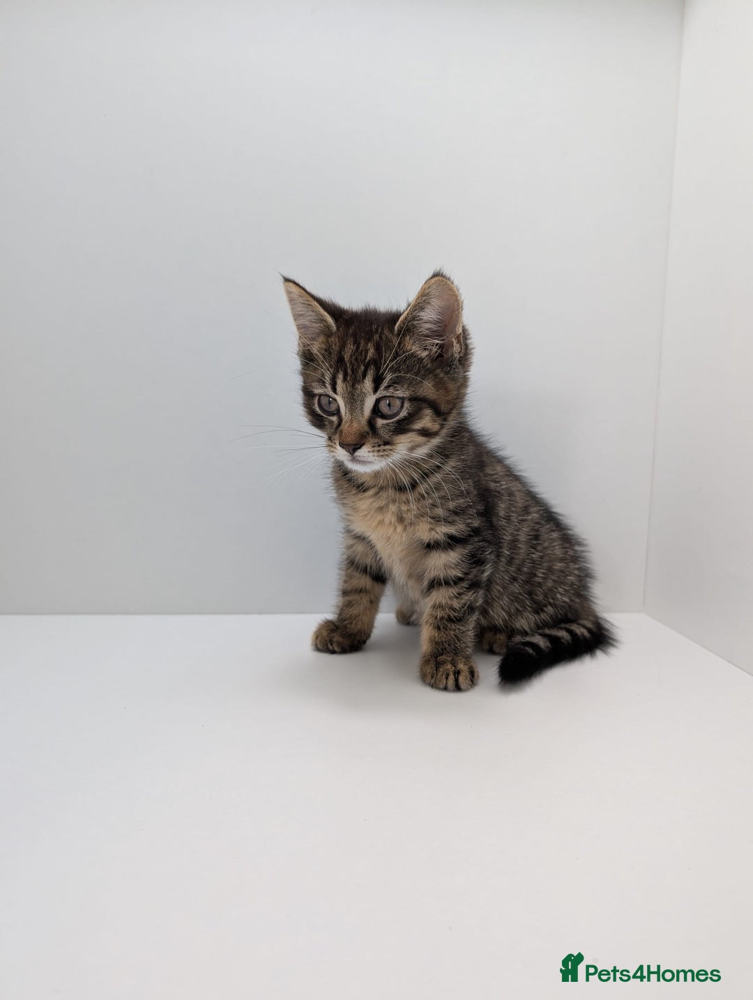 Maine Coon cats for sale: Beautiful baby boy ready to leave! - Image 2