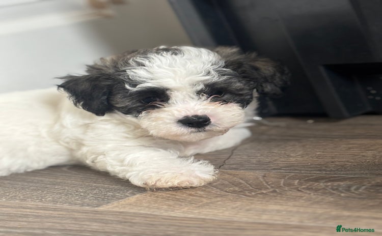 Shichon dogs - Advert 12