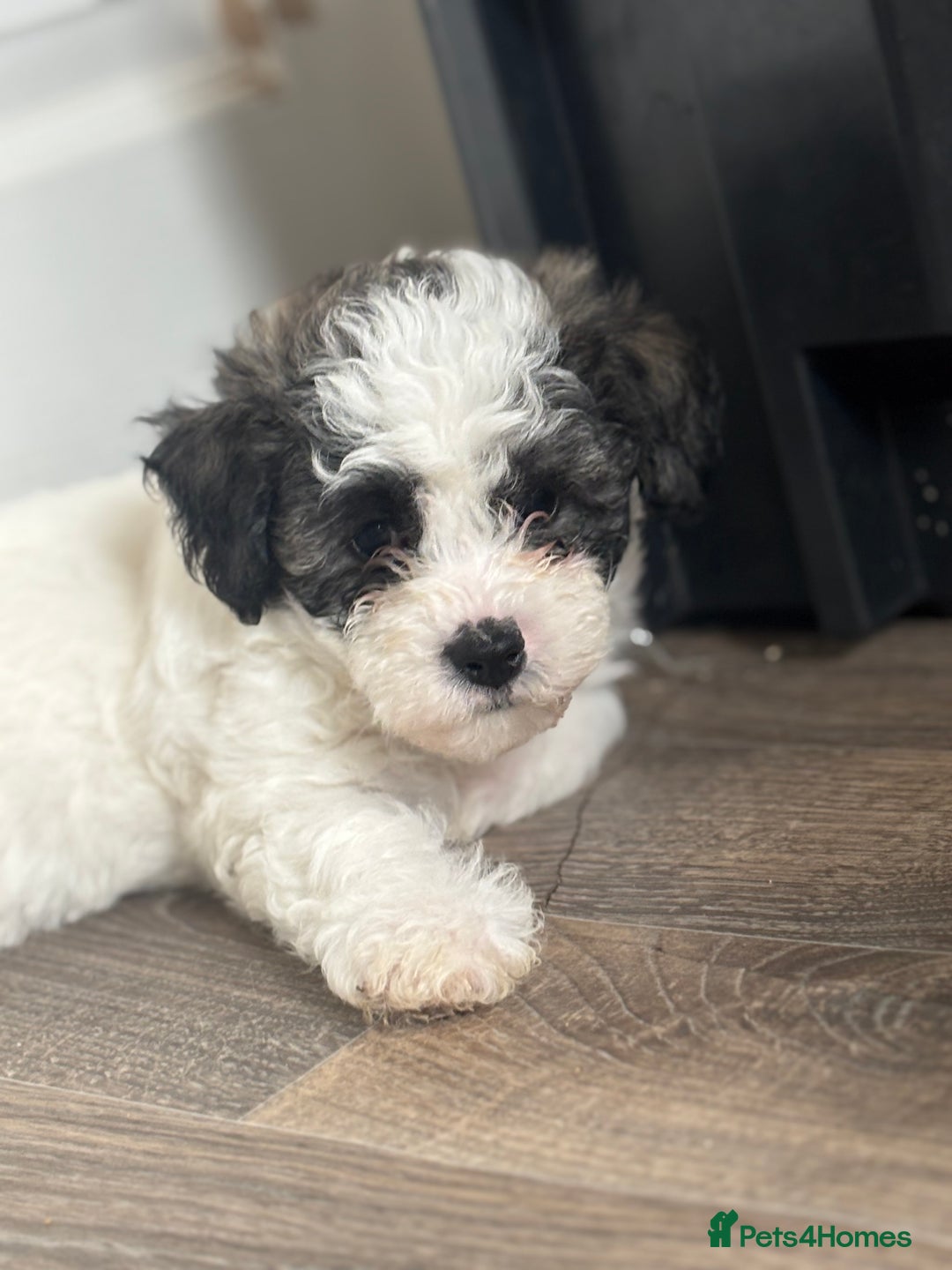 Toy Poodle Shih Tzu Maltipoo Mix Puppies Tzu Bichon Shih Tzu