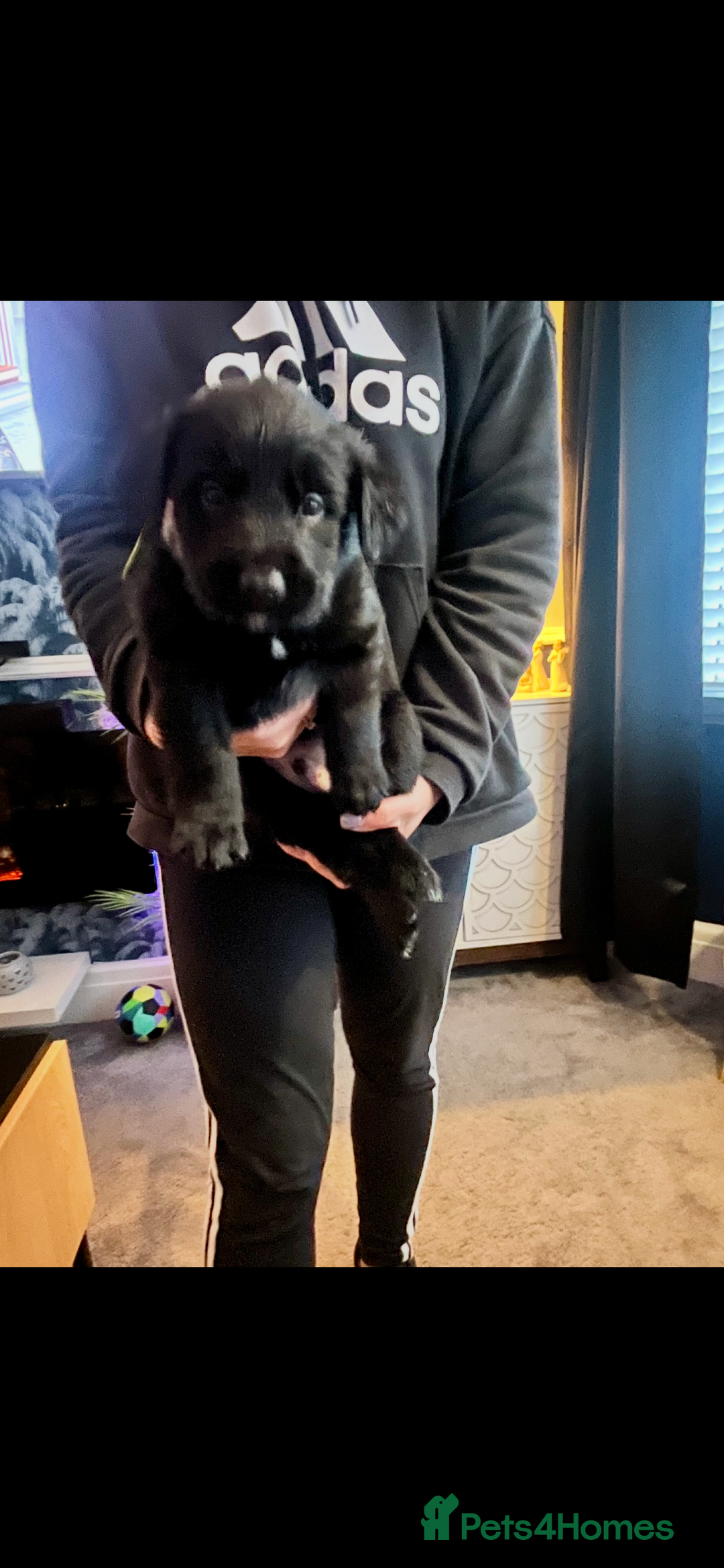 Mixed Breed dogs for sale: Belgian Shepherd x Goldador Puppies  - Advert 9