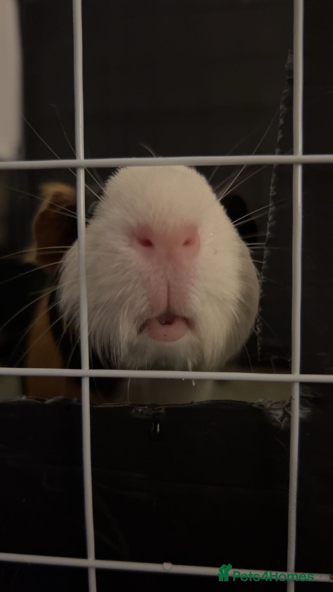 Guinea Pig rodents for sale: Two females for sale - Advert 4