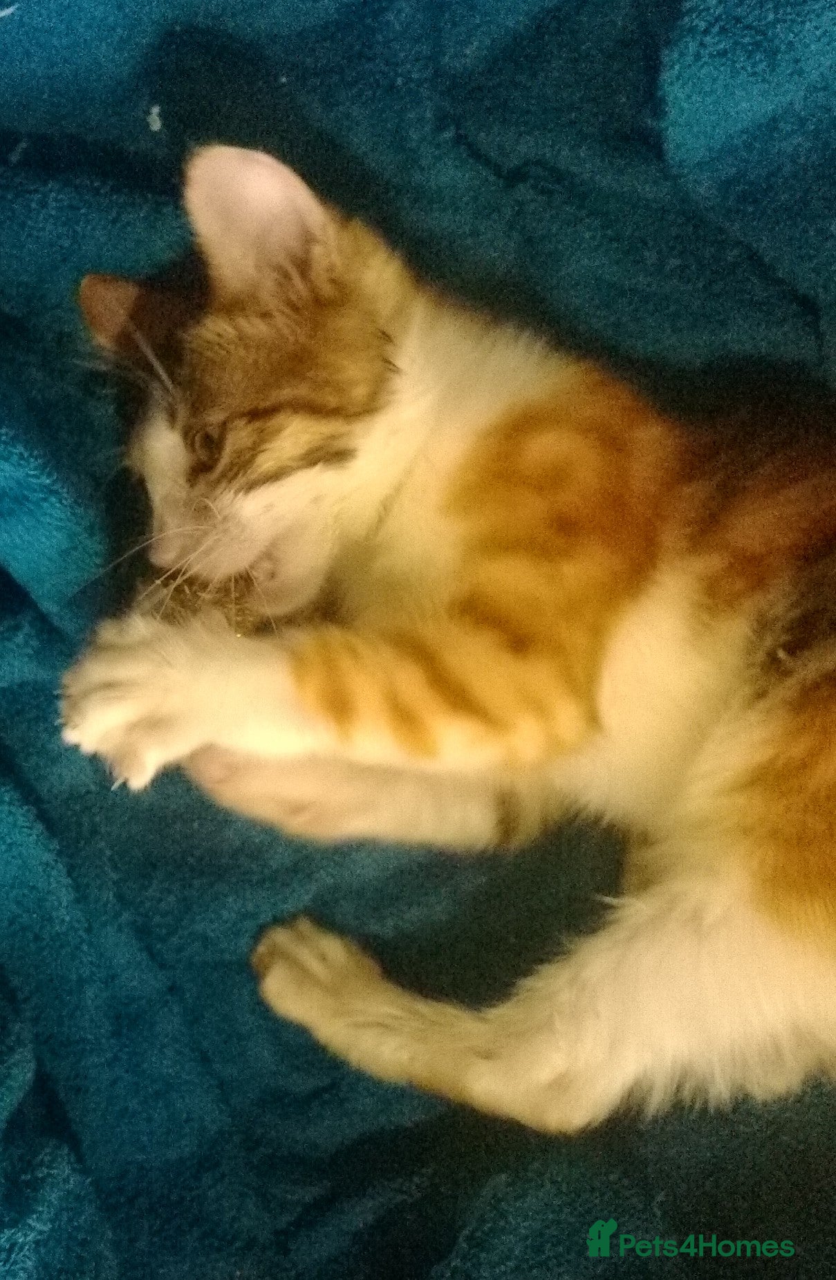 Mixed Breed cats Beautiful Part TICA Bengal Kittens  - Advert 2