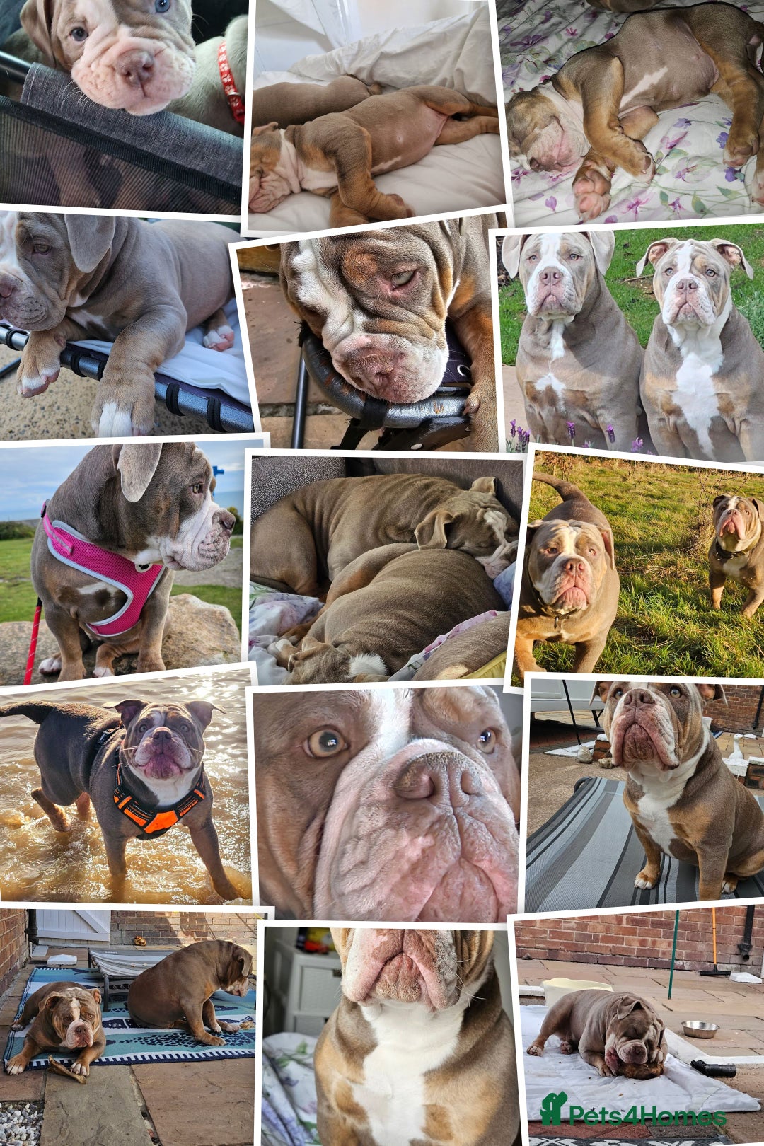 Mixed Breed dogs for sale: The tale of 2 sisters - Image 5