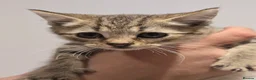 Mixed Breed cats for sale: Scottish Straight Cross Kittens  - Advert 16