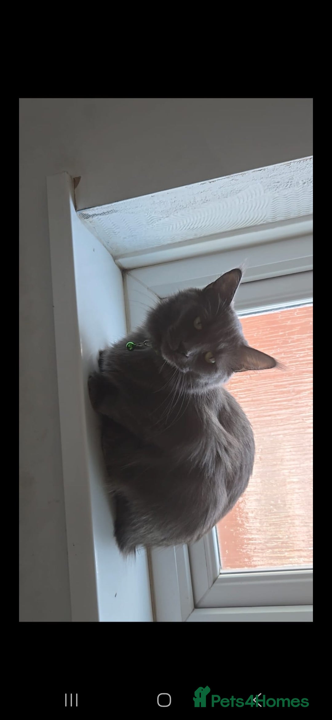 Maine Coon cats for sale: Maine coon kittens for sale - Image 6