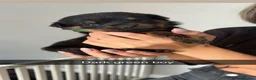 Rottweiler dogs for sale: Rottweiler puppies  - Advert 9