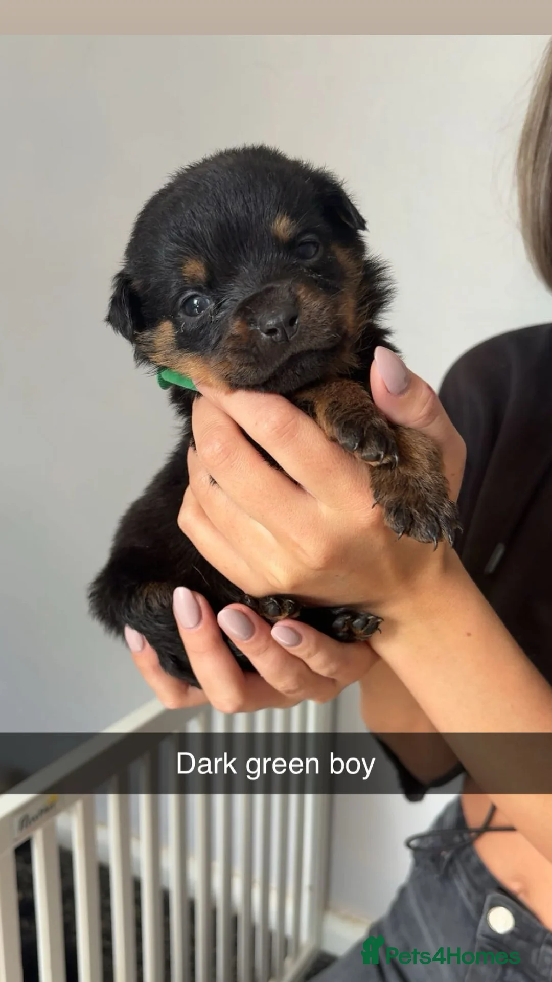 Rottweiler dogs for sale: Rottweiler puppies  - Advert 9