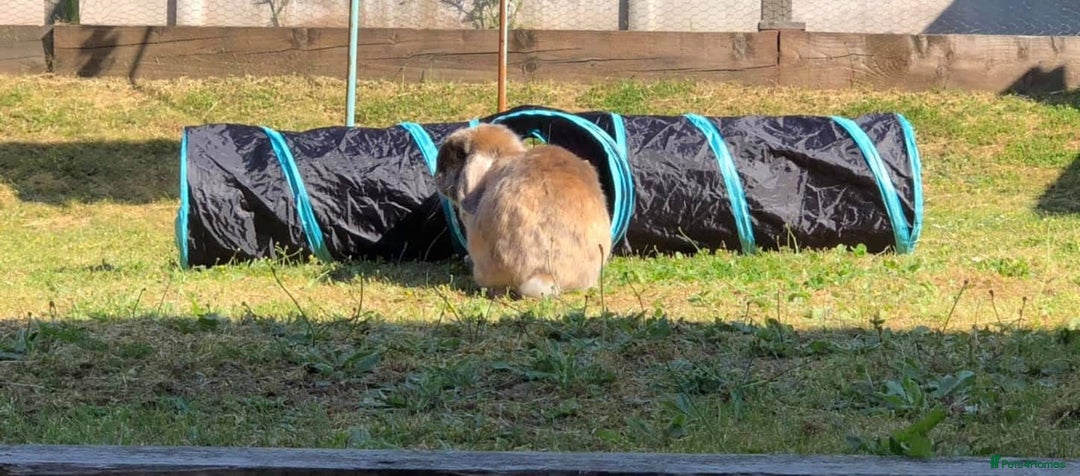 English Lop rabbits for sale: 2 x Male Lop Rabbits - Advert 5