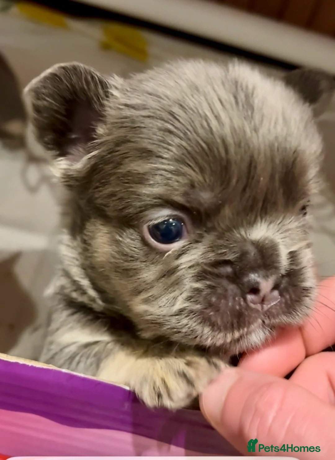 French Bulldog dogs for sale: Fluffy frenchies lilac & tan carrying test choc  in Goole - Advert 8
