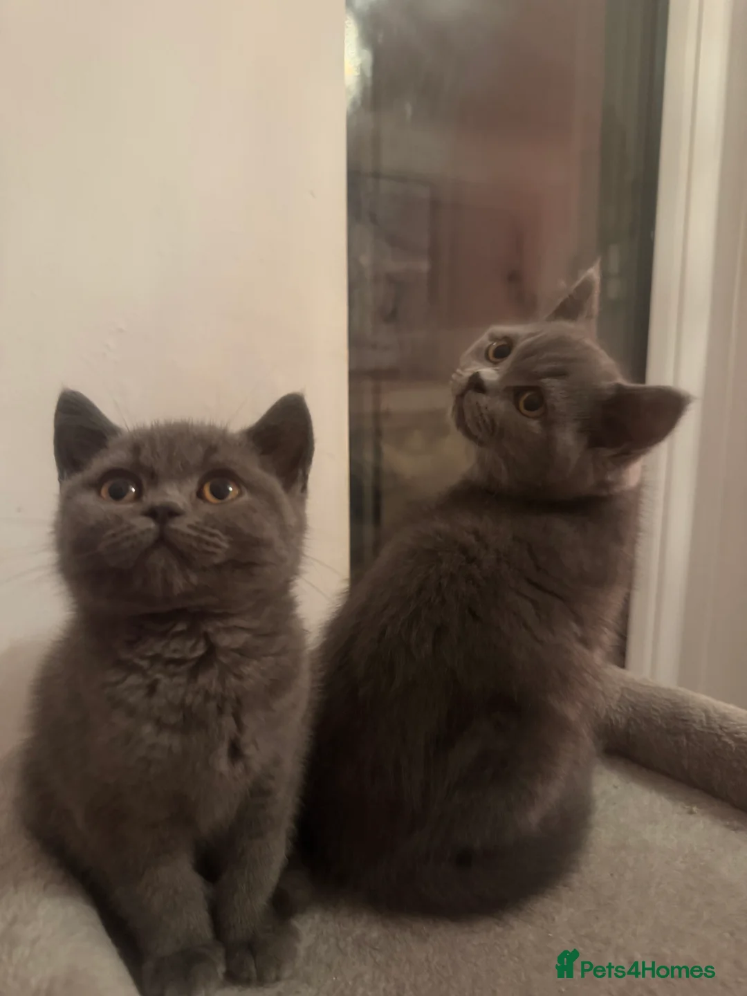British Shorthair cats for sale: PEDIGREE British Shorthair Kittens - Advert 2