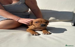 Staffordshire Bull Terrier dogs for sale: Amazing Red Staffordshire bullterrier puppies - Image 15