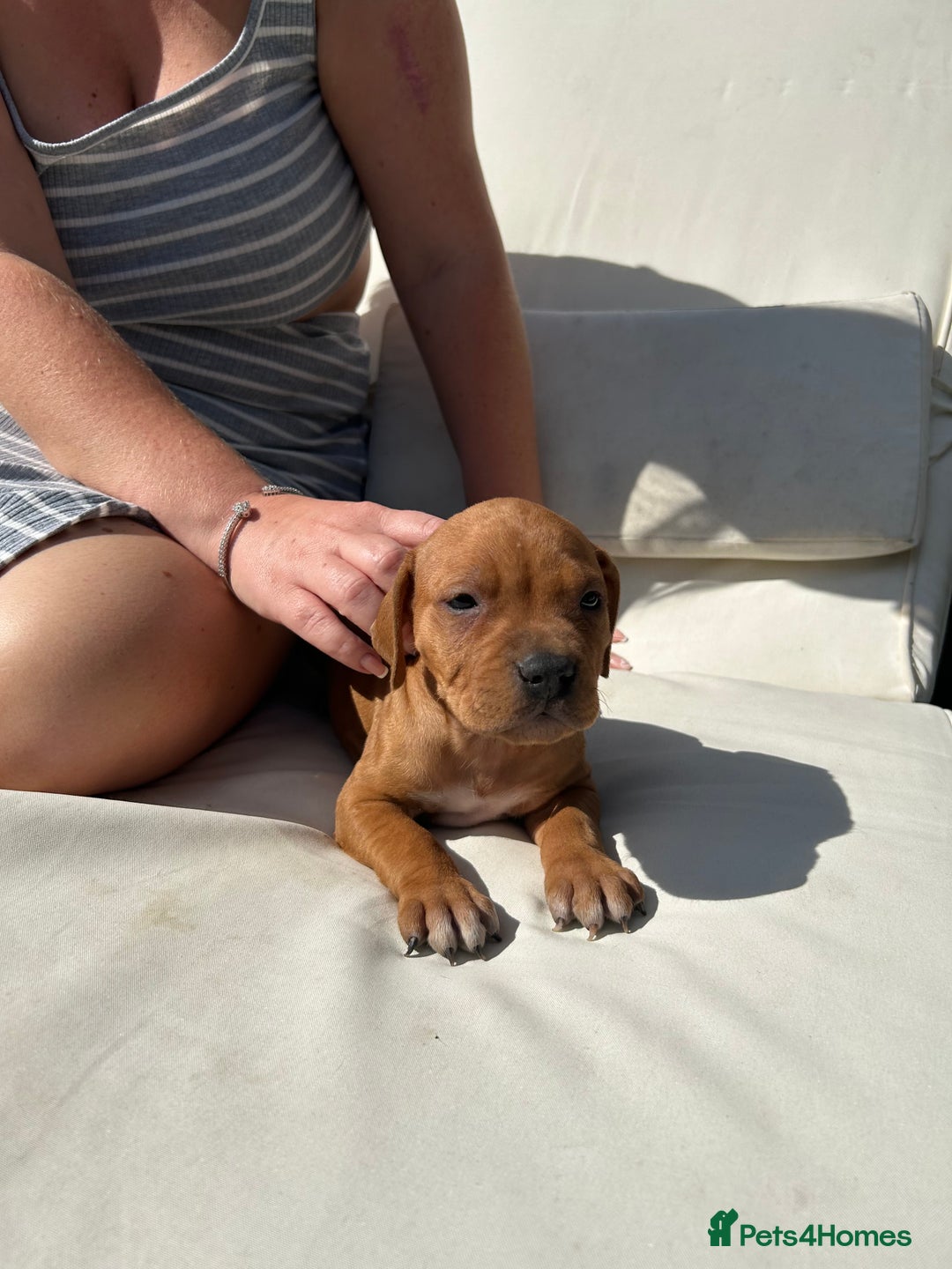 Staffordshire Bull Terrier dogs for sale: Amazing Red Staffordshire bullterrier puppies - Image 15