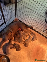 Labrador Retriever dogs - Advert 6