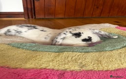 French Lop rabbits for sale: Rabbit and - Image 1