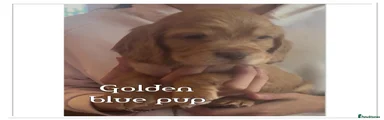 Cocker Spaniel 1