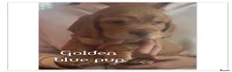 Cocker Spaniel dogs for sale: beautiful litter of chunky show cockerspaniel pups - Advert 6