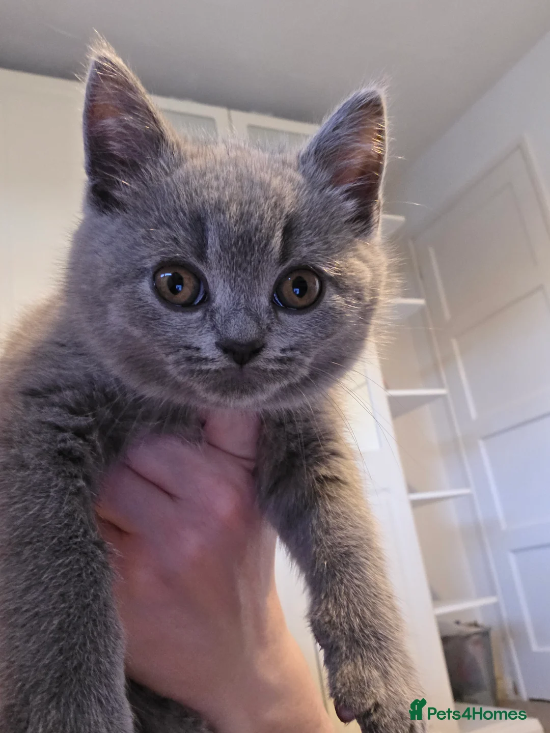 British Shorthair cats for sale: 🐱BRITISH SHORTHAIR🐱 - Advert 22